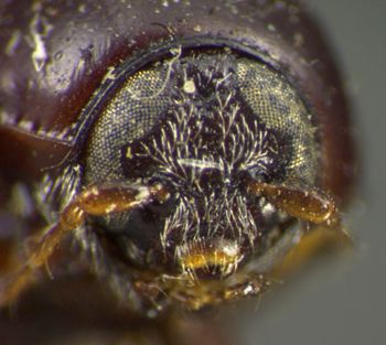 Media type: image;   Entomology 8402 Aspect: head frontal view